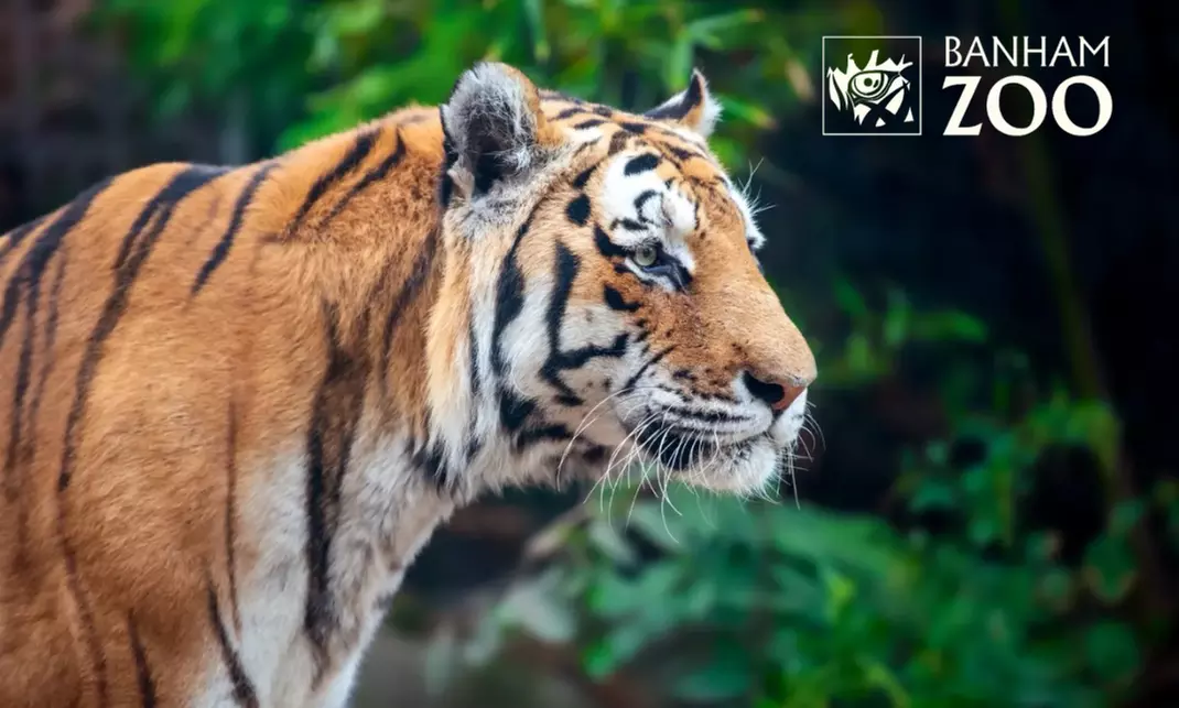 Discover Diverse Wildlife this Easter with Immersive Animal Experiences at Banham Zoo Norwich