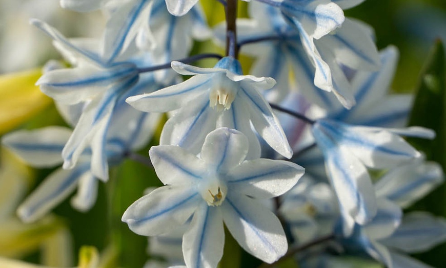 Image 3: 60 or 120 Puschkinia Libanotica Spring Flowering Bulbs