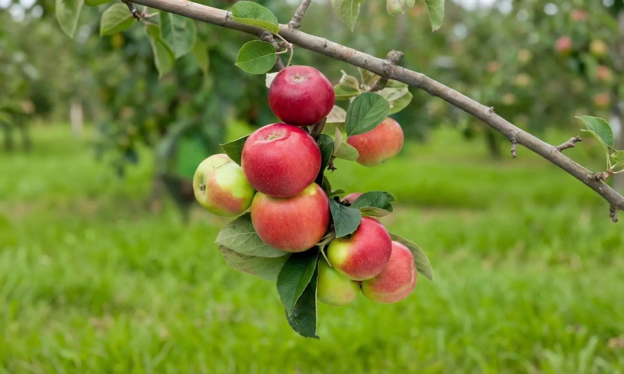 2 fruitiers colonnaires Gardenzo pour petits espaces