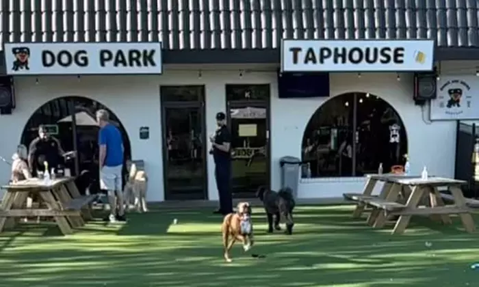 Pass Packages to Barks & Brews or up to $40 to Spend on Drinks