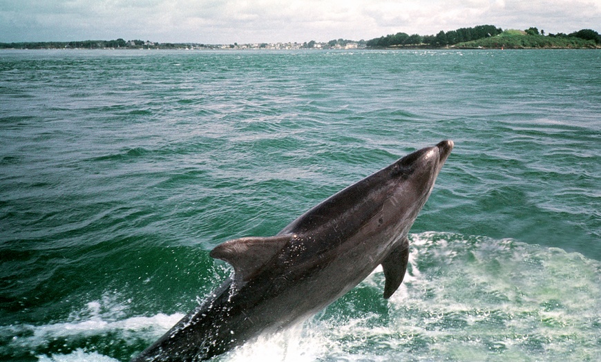 Image 2: Croisière dans le golfe du Morbihan avec Vedettes l'Angélus