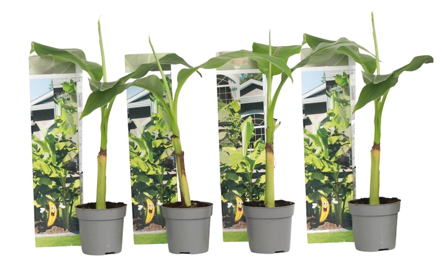 Image 6: Musa Basjoo, Rootz