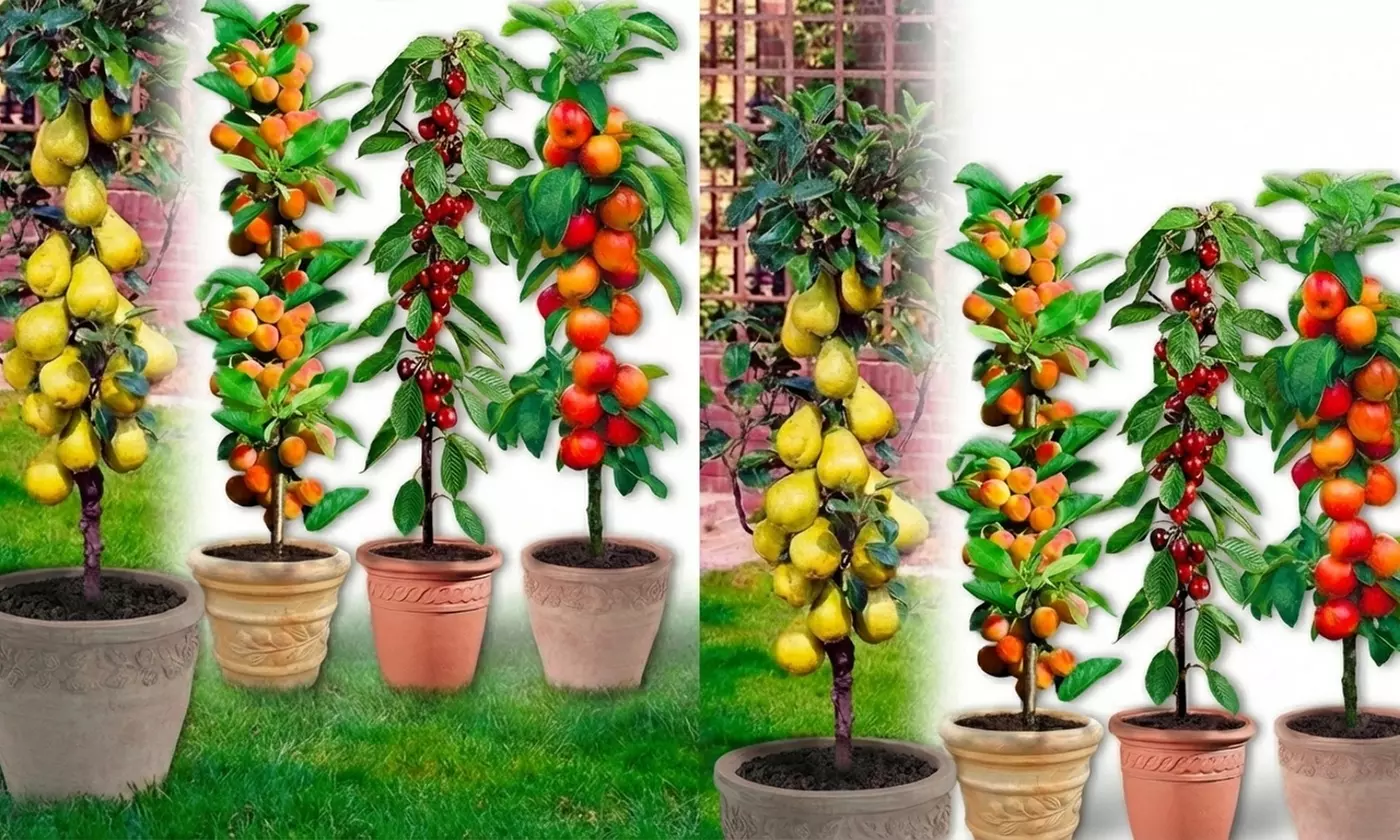 Set di 4, 6, 8 o 12 alberi da frutto a colonna