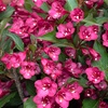 Image 2: Weigela Towers of Flowers ‘Cherry’ - 1 or 2 Plants