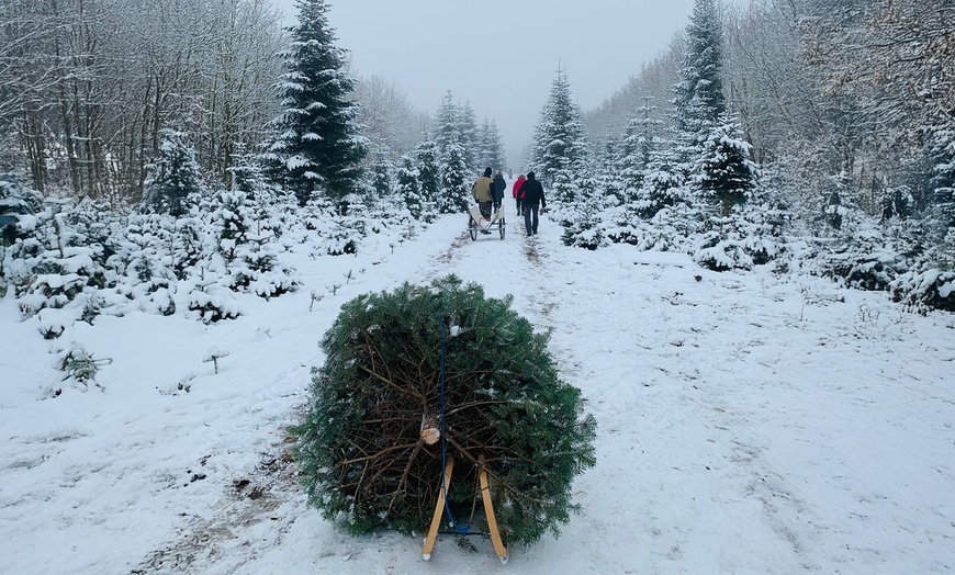 Image 10: Premium-Weihnachtsbaum zum Selbstschlagen inkl. 4 Heißgetränke