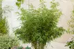 6x nicht invasiver Schirmbambus (Fargesia Rufa) - Second Medium