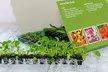Pack of 24 or 48 Hanging Basket Plant Collection - Image 4