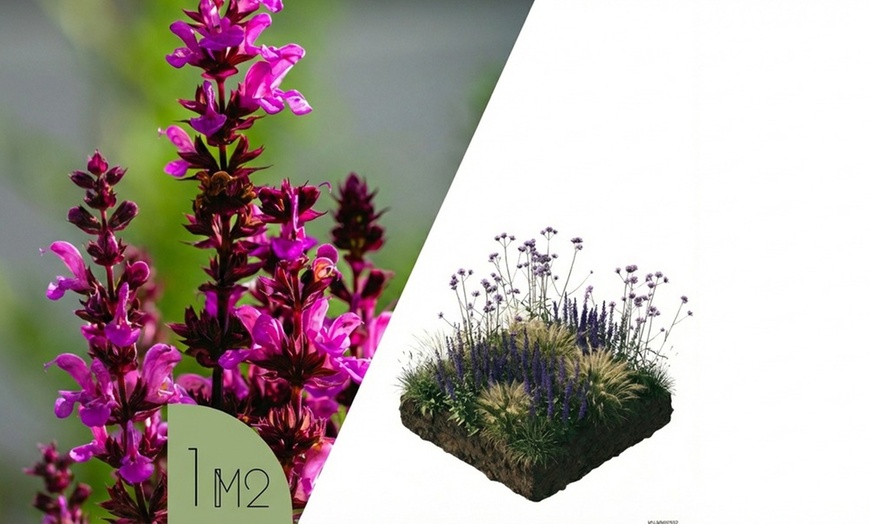 Image 8: Set di piante Zoë, include Salvia, Verbena e Stipa Tenuifolia