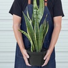 Image 13: Snake Plant 'Laurentii' in 3", 4", and 6" Sizes with Free Shipping (Up to 15% Off)