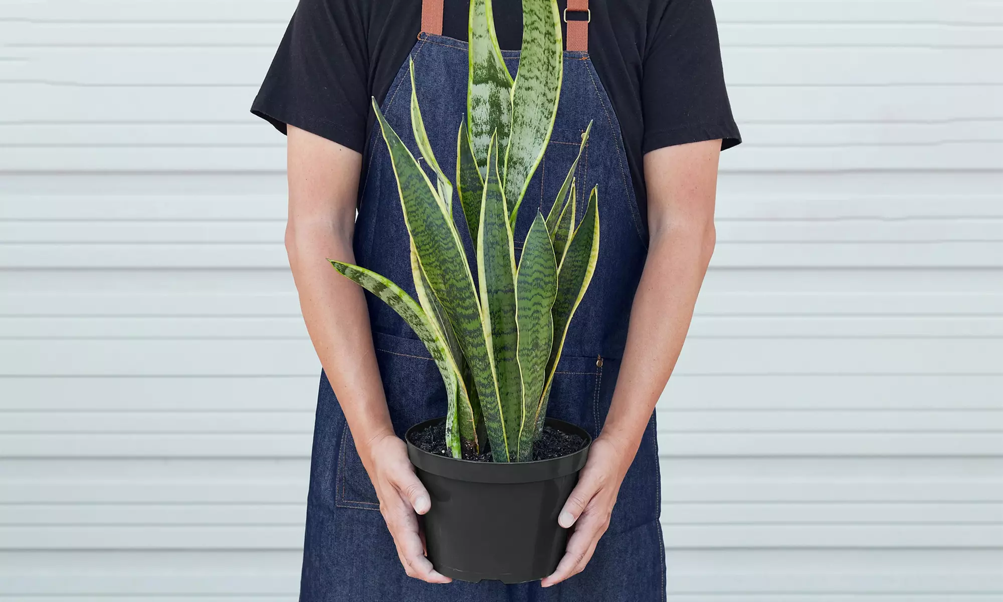 Air Purifying Snake Plant 'Laurentii' from House Plant Shop with Free Shipping (Up to 15% Off)