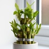 Image 4: 1 or 2 'Lucky Bamboo' Dracaena sanderiana Plants