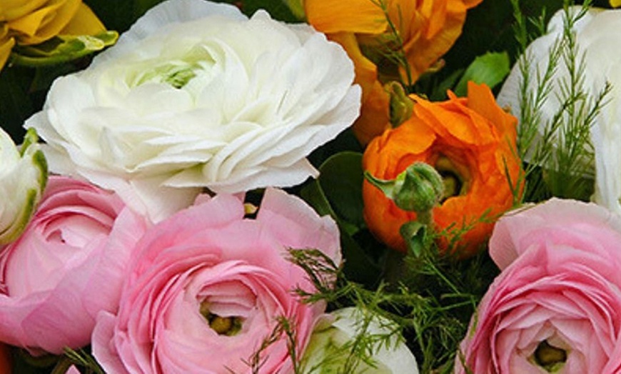 Image 1: 80 Ranunkel-Blumenzwiebeln