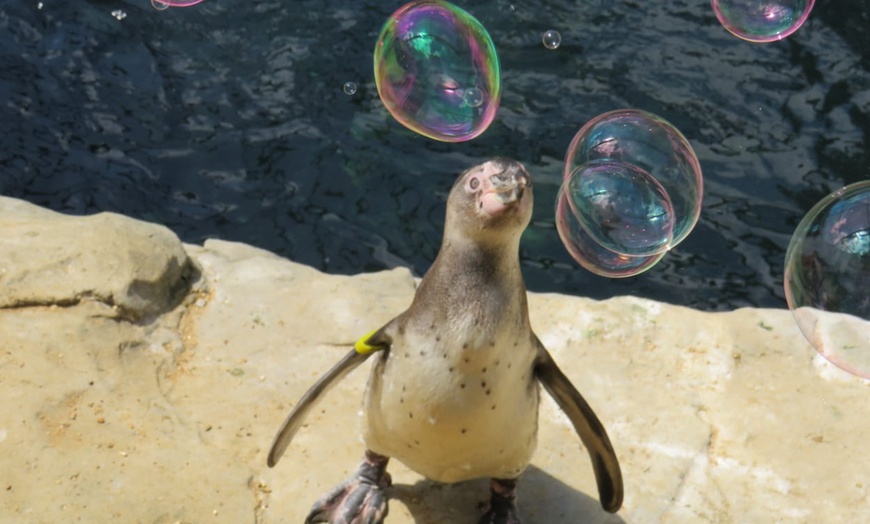 Image 8: Oceanarium Experience for One Adult, Child, Senior or Family of Upto 5