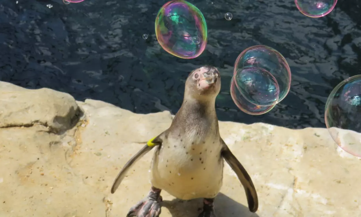 Oceanarium Experience for One Adult, Child, Senior or Family of Upto 5