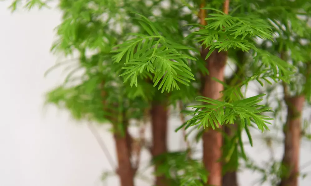 Bonsai Metasequoia Forest in Ceramic Pot - 1 or 2 Plants