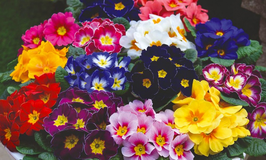 Image 8: 60 or 120 Plug Plants of Winter Bedding Collection 