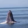 Image 5: Whale Watching Ocean Adventure