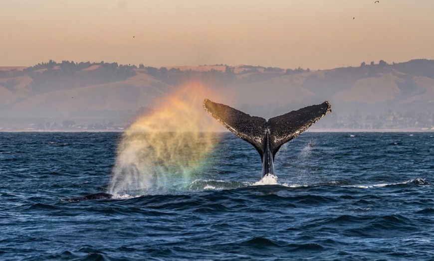 Image 6: Whale Watching Tours – Monterey Bay