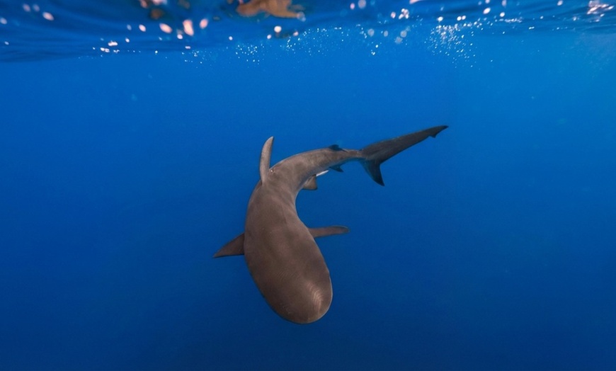 Image 3: Deluxe Scuba Diving or PADI Open Water Certification for 2 or 3 Days