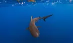 Deluxe Scuba Diving or PADI Open Water Certification for 2 or 3 Days