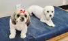 Shannon's Pretty Paws Offers Bath or Grooming Mobile Packages for Small, Medium or Large Dogs (Up to 20% Off)