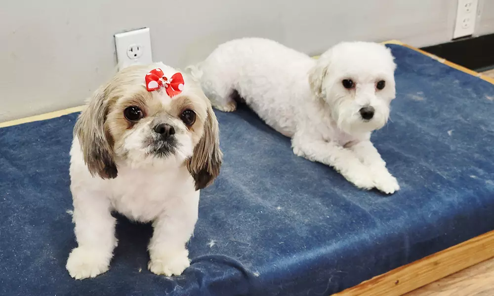 Shannon's Pretty Paws Offers Bath or Grooming Mobile Packages for Small, Medium or Large Dogs (Up to 20% Off) - Primary Image