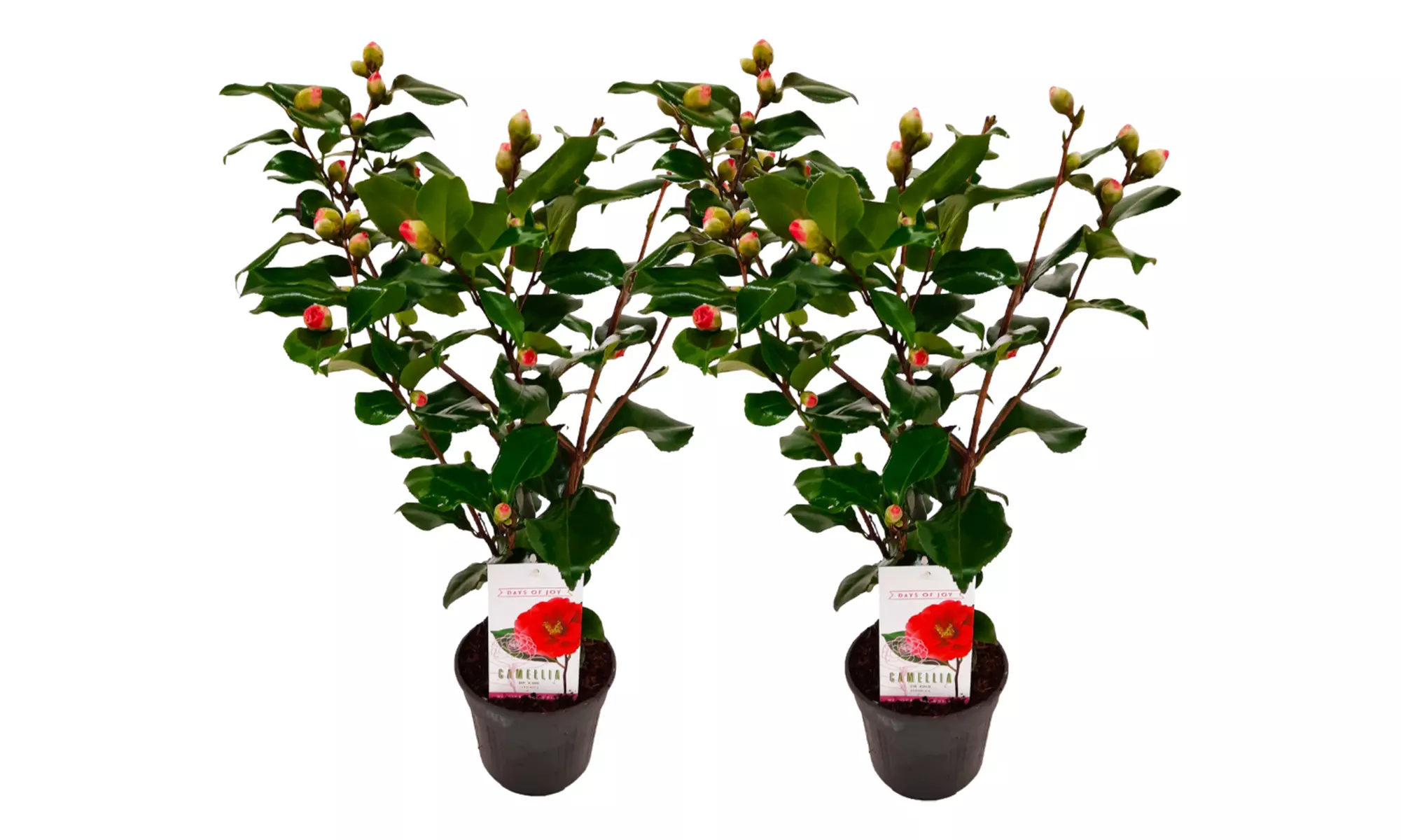 1 o 2 rosas japonesas Camellia Japonica Dr. King - Second Medium