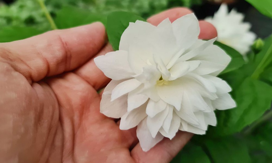 Image 8: Mock Orange Philadelphus 'Pearls of Perfume' 1 or 3 Potted Plants