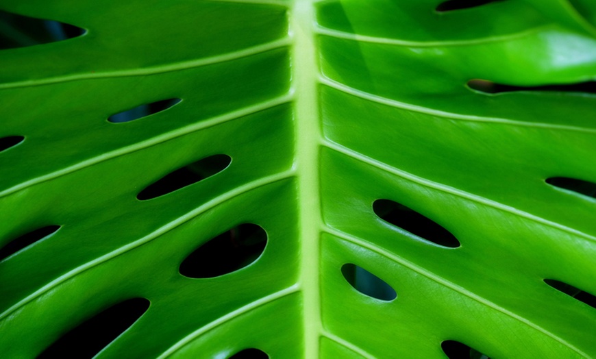 Image 4: One or Two Monstera Deliciosa Swiss Cheese Plants