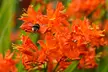 Crocosmia 'Lucifer' or 'Spitfire' Bulbs - Image 6