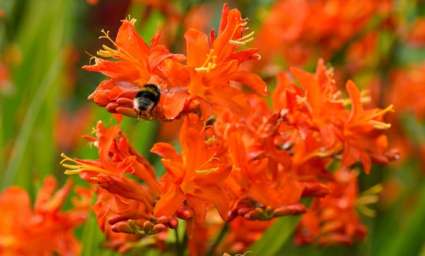 Image 6: Crocosmia 'Lucifer' or 'Spitfire' Bulbs 