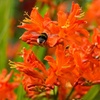Image 6: Crocosmia 'Lucifer' or 'Spitfire' Bulbs 