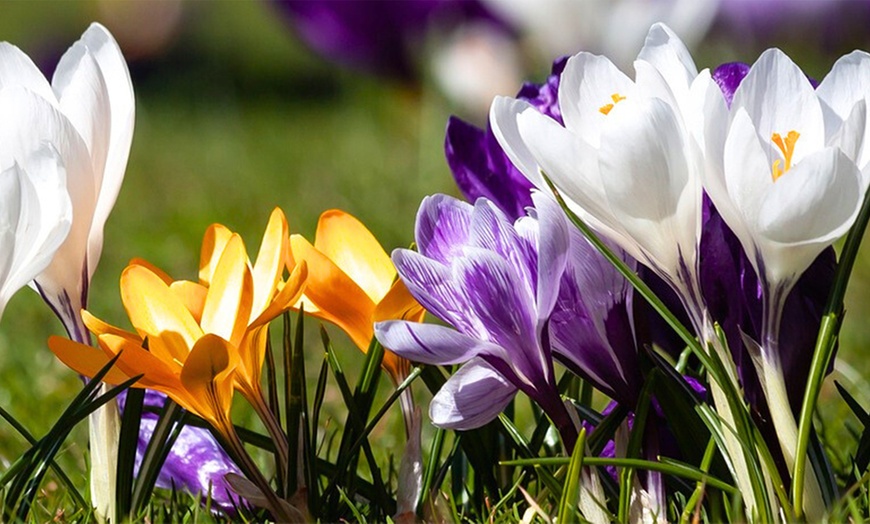 Image 7: Bollenpakket voor krokussen naar keuze