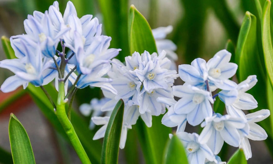 Image 5: 60 or 120 Puschkinia Libanotica Spring Flowering Bulbs