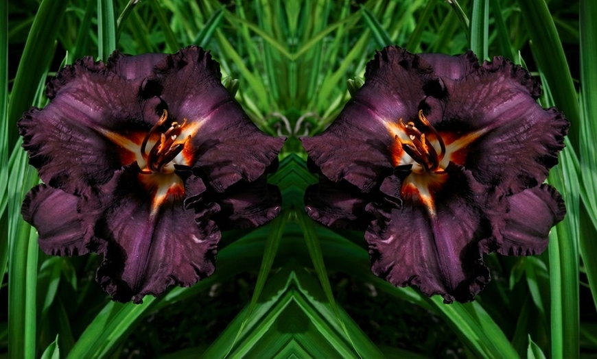 Image 6: Hemerocallis Day Lily Selection