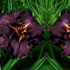 Image 6: Hemerocallis Day Lily Selection