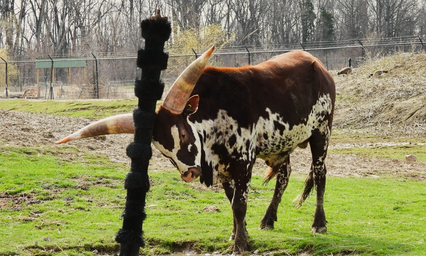 Image 16: African Safari Wildlife Park: Drive & Walk-Thru Safari w/ 400+ Animals