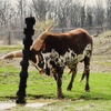 Image 16: African Safari Wildlife Park: Drive & Walk-Thru Safari w/ 400+ Animals
