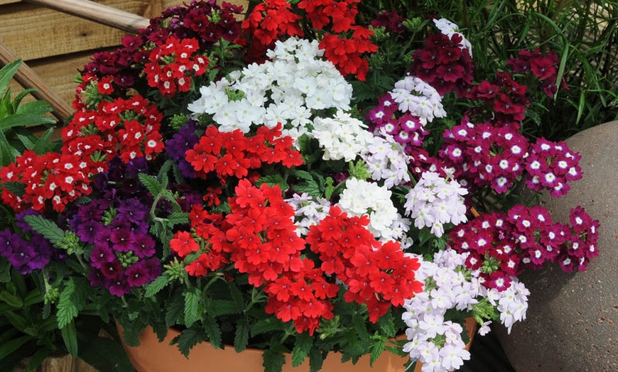 Image 4: Verbena Quartz Mix Garden-Ready Plants