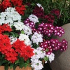Image 4: Verbena Quartz Mix Garden-Ready Plants