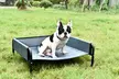 Cama mascotas elevada - Second Medium