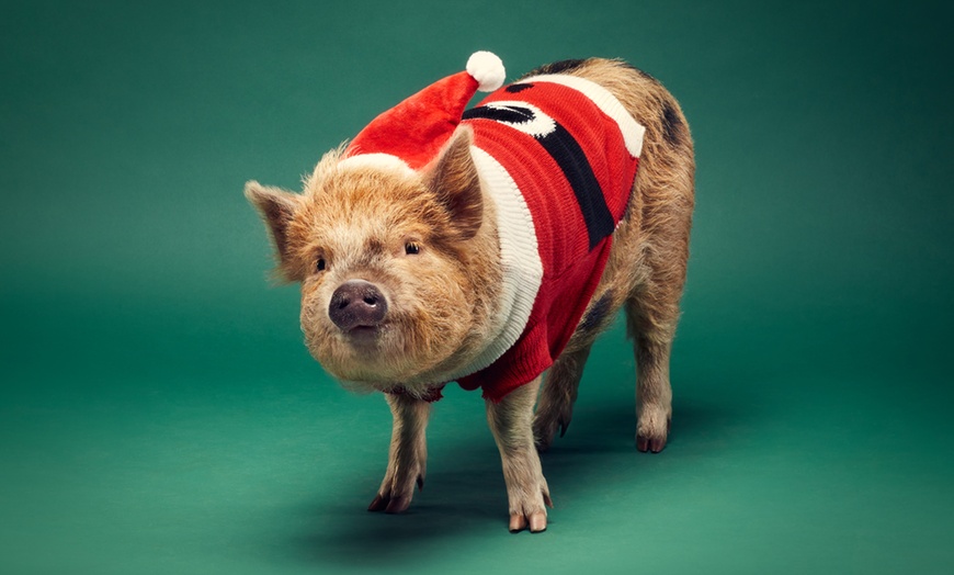 Image 1: 2-Hour Piggy Pet & Play Experience for a Child, Adult, or Family of 4