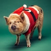 Image 1: 2-Hour Piggy Pet & Play Experience for a Child, Adult, or Family of 4