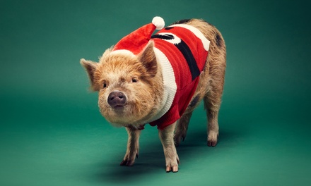 One Child Ticket: to Two-Hour Piggy Pet and Play Experience - Kew Little Pigs Farm