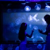 Image 2: General Admission to Sea Life Melbourne Aquarium