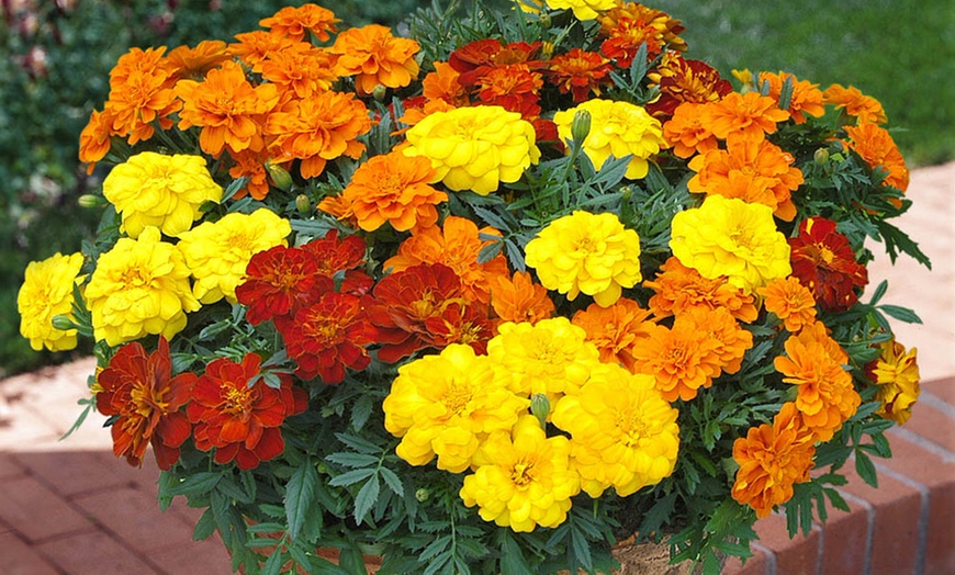 Image 2: 10 or 20 Marigold Durango Mix Plants