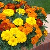 Image 2: 10 or 20 Marigold Durango Mix Plants