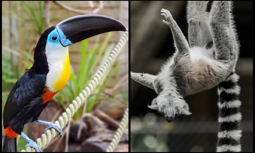 Image 8: Entry to Hemsley Conservation Centre + Capybara or Sloth Adoption Pack