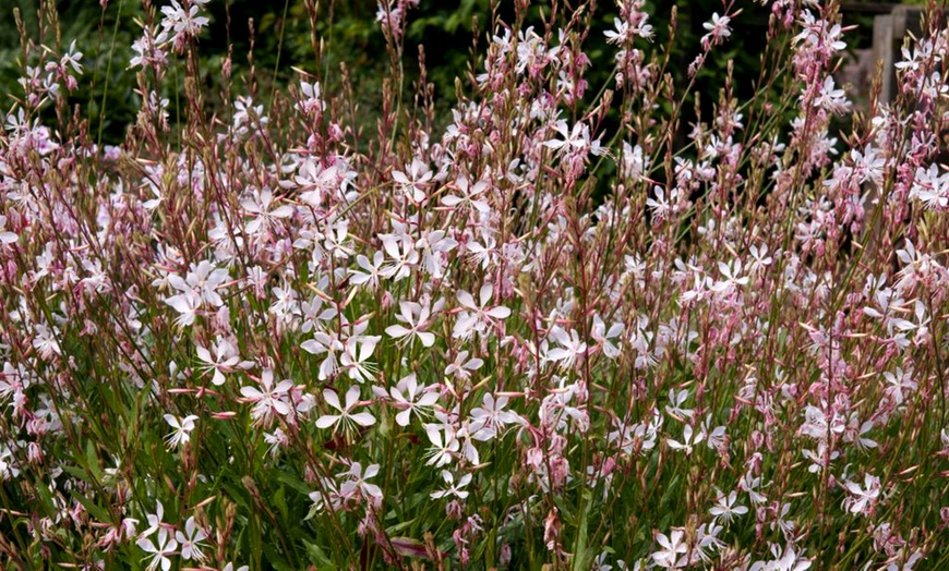 Image 2: Perennial Gaura Sparkle White- 1 or 3 Potted Plants