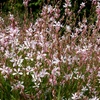 Image 2: Perennial Gaura Sparkle White- 1 or 3 Potted Plants